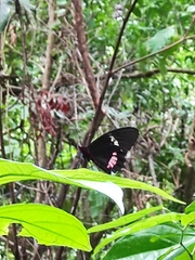 Parides iphidamas