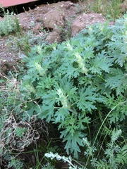 Lagopsis marrubiastrum