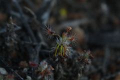 Drosera scorpioides