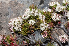 Rhytidosporum