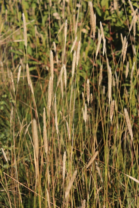 (c) janet_taylor, certains droits réservés (CC BY-NC) https://www.inaturalist.org/observations/10594474