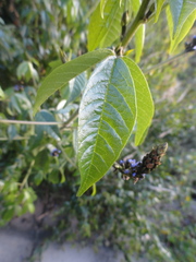 Otholobium mexicanum