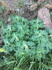 Lagopsis marrubiastrum