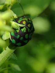 Orsilochides variabilis