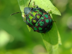 Orsilochides variabilis