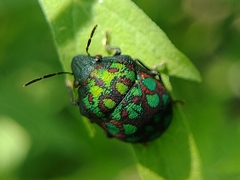 Orsilochides variabilis