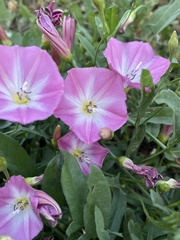 Convolvulus arvensis