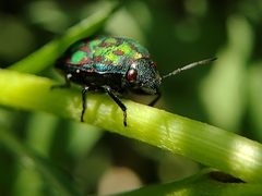 Orsilochides variabilis
