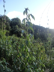 Otholobium mexicanum