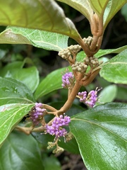 Callicarpa candicans