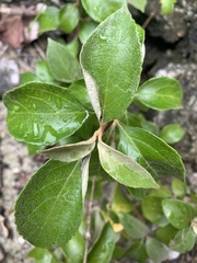 Callicarpa candicans