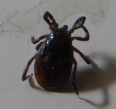 Ixodes persulcatus