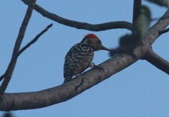 Leiopicus mahrattensis