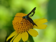 Synanthedon hela