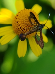 Synanthedon hela