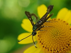 Synanthedon hela