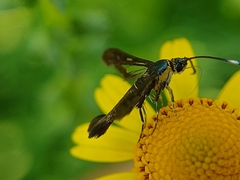Synanthedon hela
