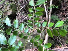 Pararchidendron pruinosum