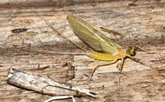 Stenacron interpunctatum heterotarsale