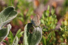 Plebejus anna