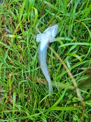 Neogobius fluviatilis