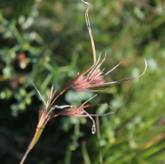 Themeda triandra image