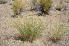 Dalea candida oligophylla