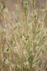 Dalea candida oligophylla