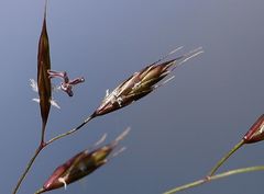 Festuca violacea