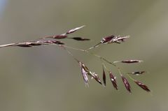 Festuca violacea