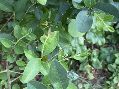 Ligustrum sinense