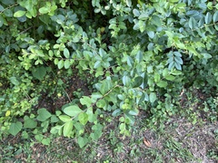 Ligustrum sinense