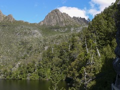 Athrotaxis selaginoides