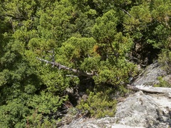 Athrotaxis selaginoides