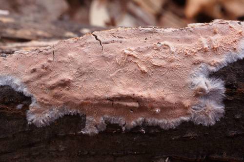 Corticium roseum image