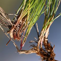 Festuca violacea