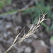 Aristida junciformis - Photo (c) janet_taylor, algunos derechos reservados (CC BY-NC), subido por janet_taylor