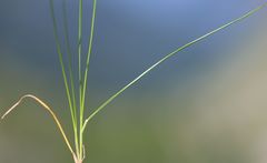 Festuca violacea
