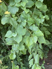 Ampelopsis cordata