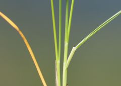 Festuca violacea