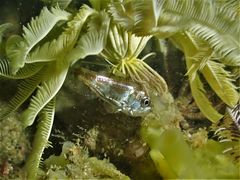 Siphamia corallicola