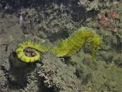 Hippocampus comes