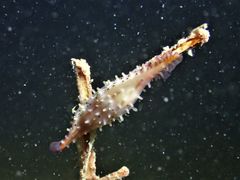 Phenacovolva schmidi