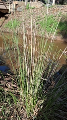 Carex tereticaulis
