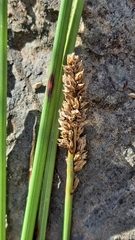Carex tereticaulis