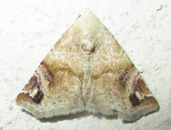 Eublemma apicimacula