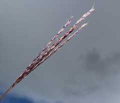 Andropogon appendiculatus