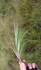 Andropogon appendiculatus