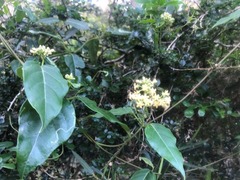 Parsonsia leichhardtii