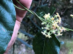 Parsonsia leichhardtii